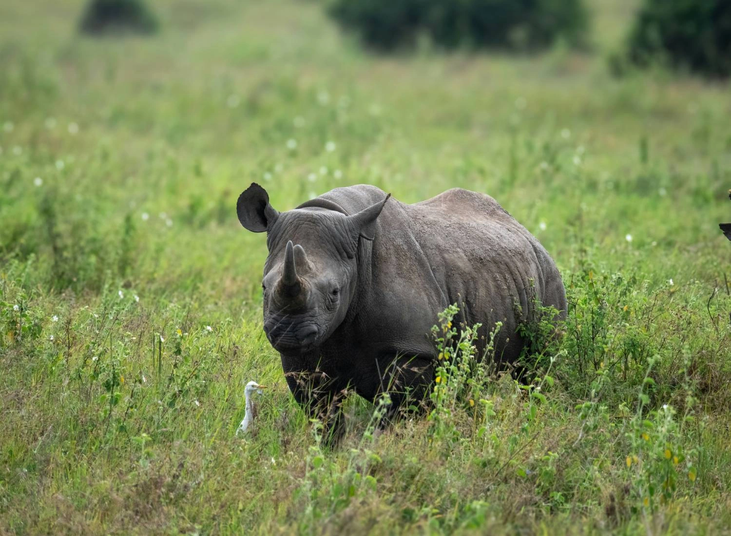 Beyond Laikipia: Discovering Northern Kenya's Untamed Community Conservancies