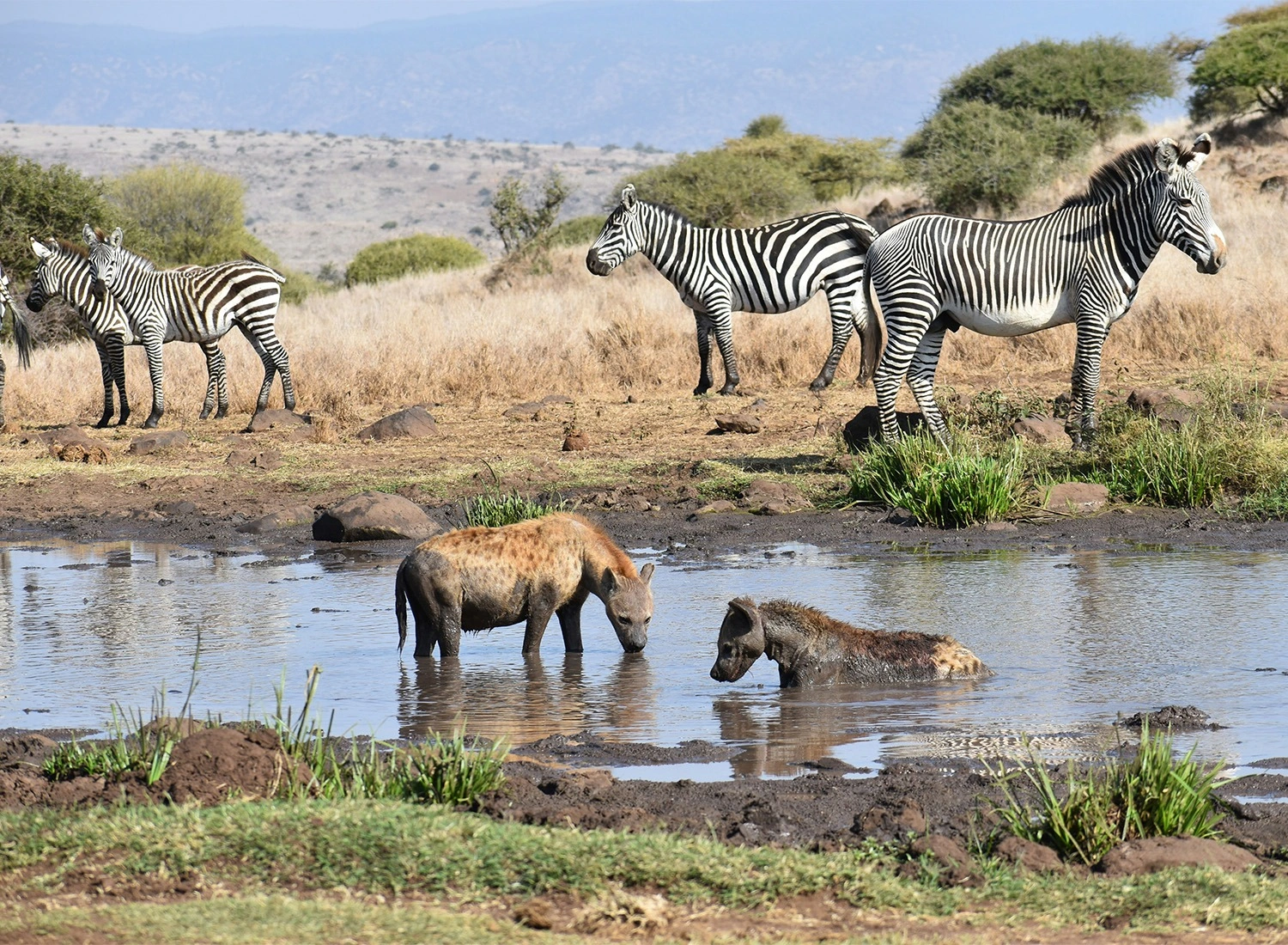 Lewa Wildlife Conservancy