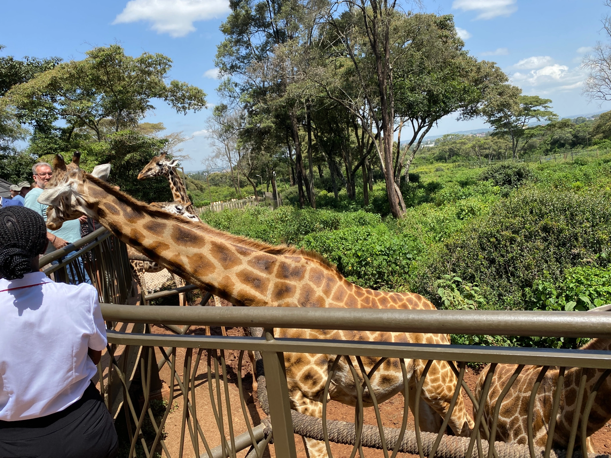 Giraffe Centre Nairobi