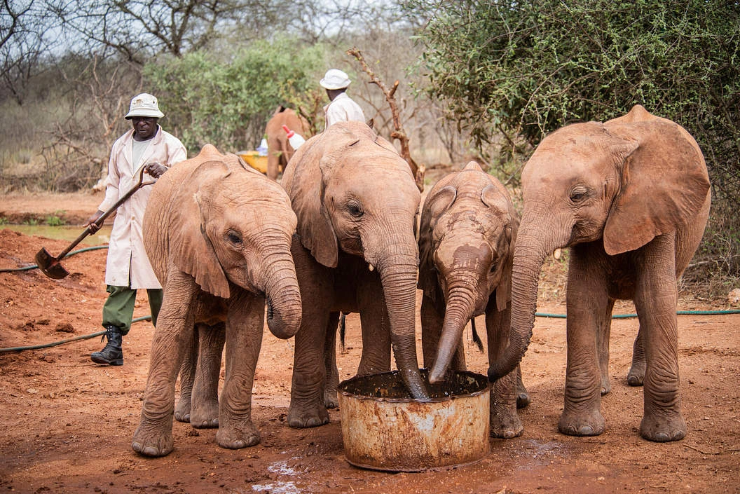 Sheldrick Wildlife Trust Nairobi Nursery