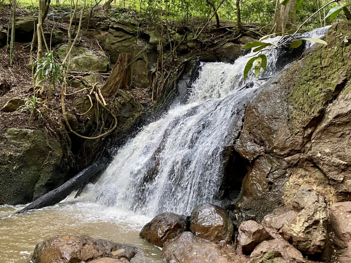 Karura Forest Nairobi
