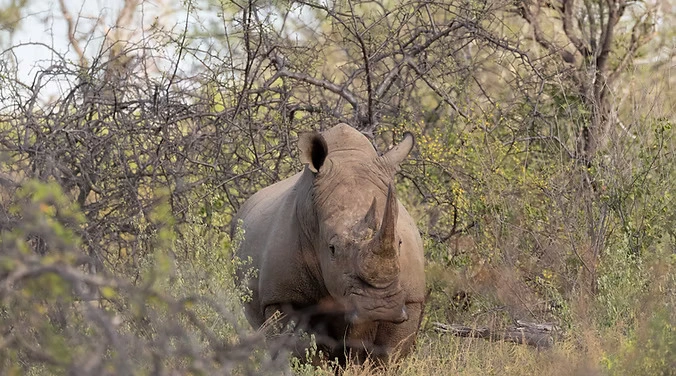 Sera Wildlife Conservancy