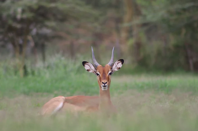 Suyian Conservancy