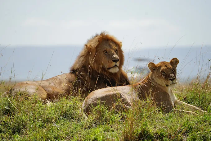 Mara Siana Conservancy