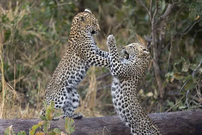 Loisaba Conservancy
