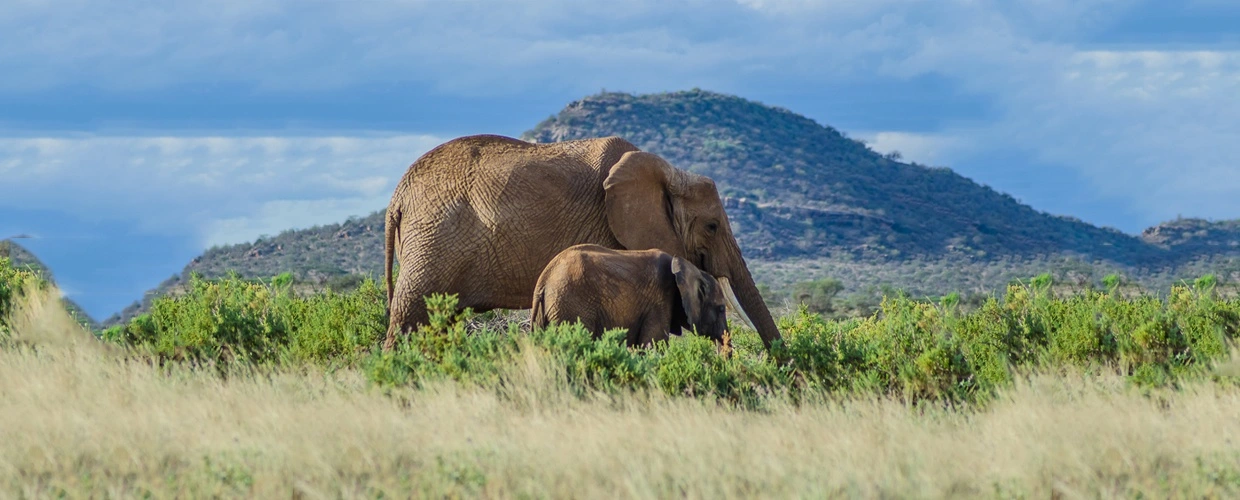 Buffalo Springs National Reserve