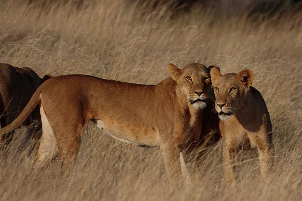 Laikipia Nature Conservancy