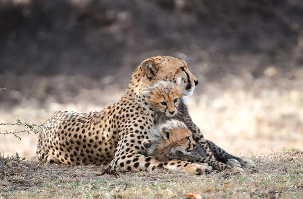 Mara North Conservancy