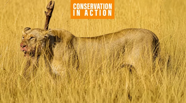 Naboisho Conservancy