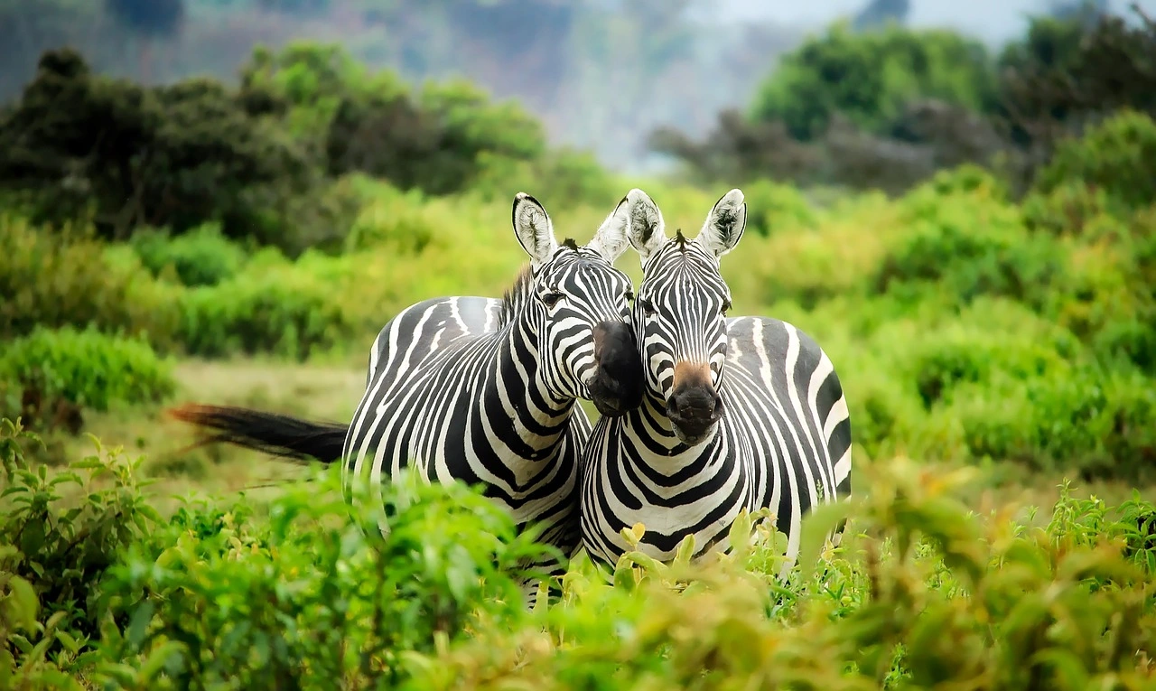 Photographic Safaris in Kenya