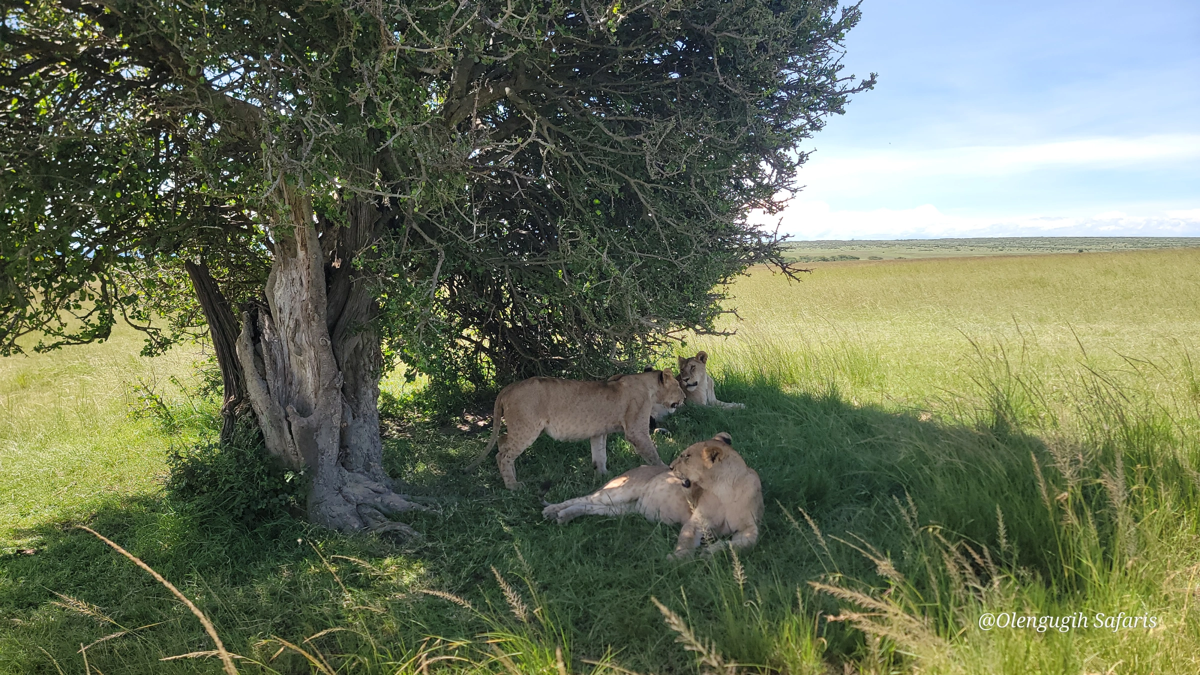 Big Five Safaris in Kenya