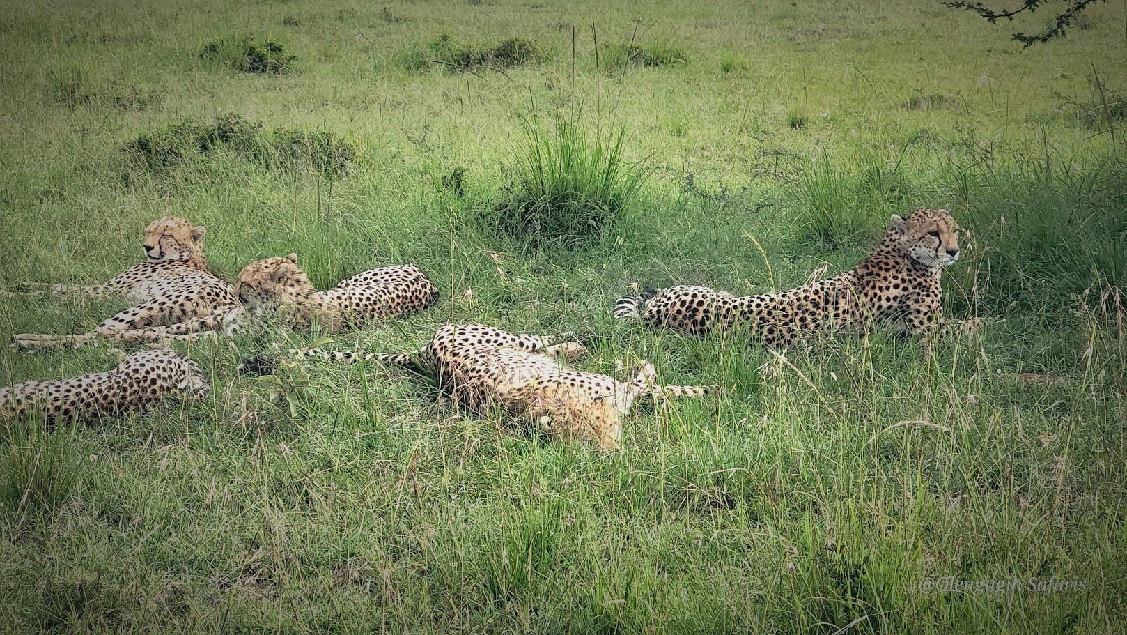 Kenya Wildlife Safaris