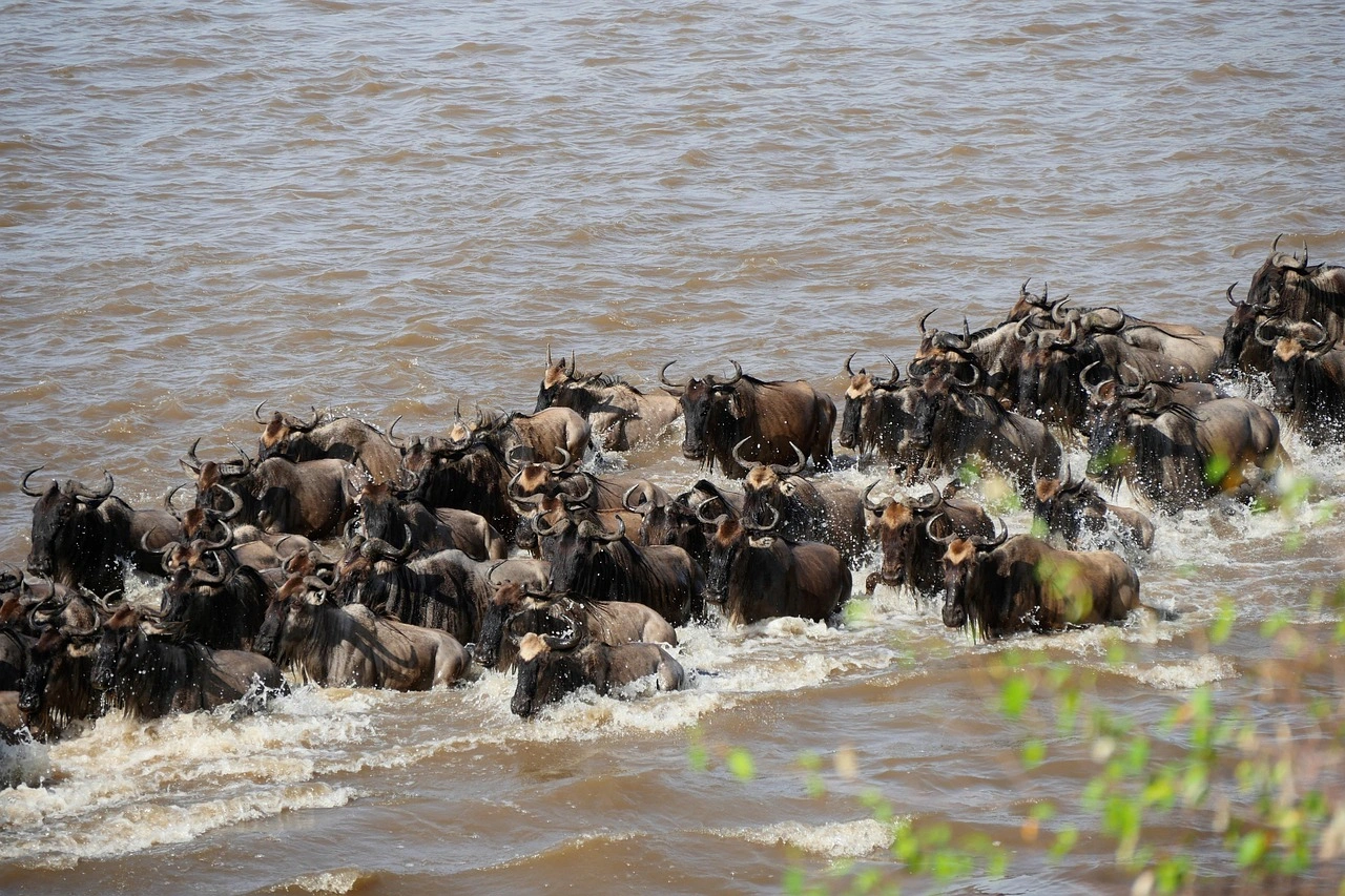 Migration Safaris in Kenya
