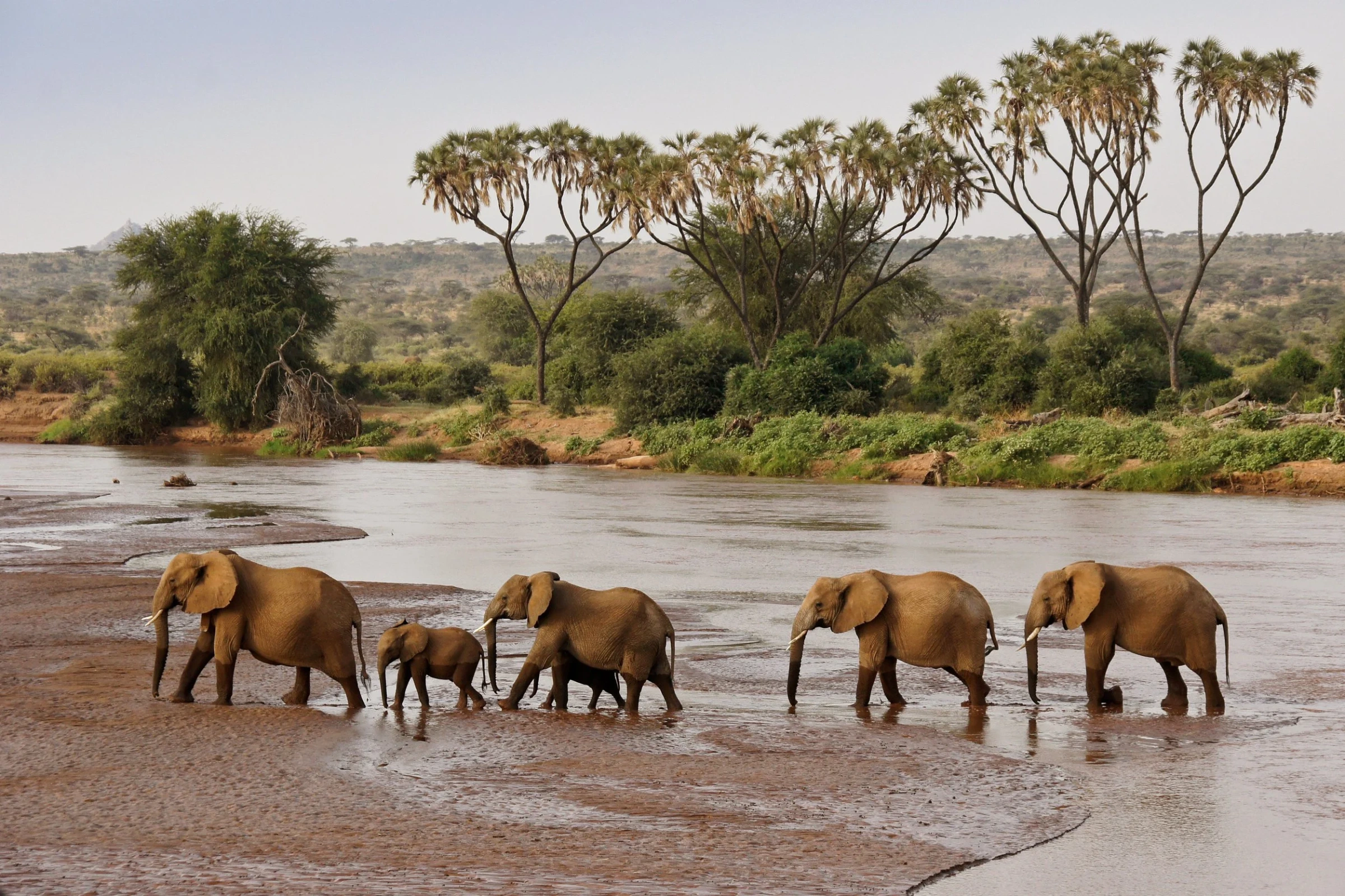 Elephants on safari in Samburu with Sarara Wilderness tented camp