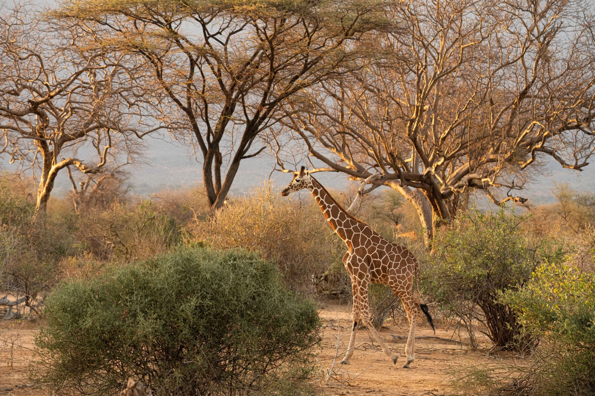 Reticulated Giraffe at Sarara n Northern Kenya.
