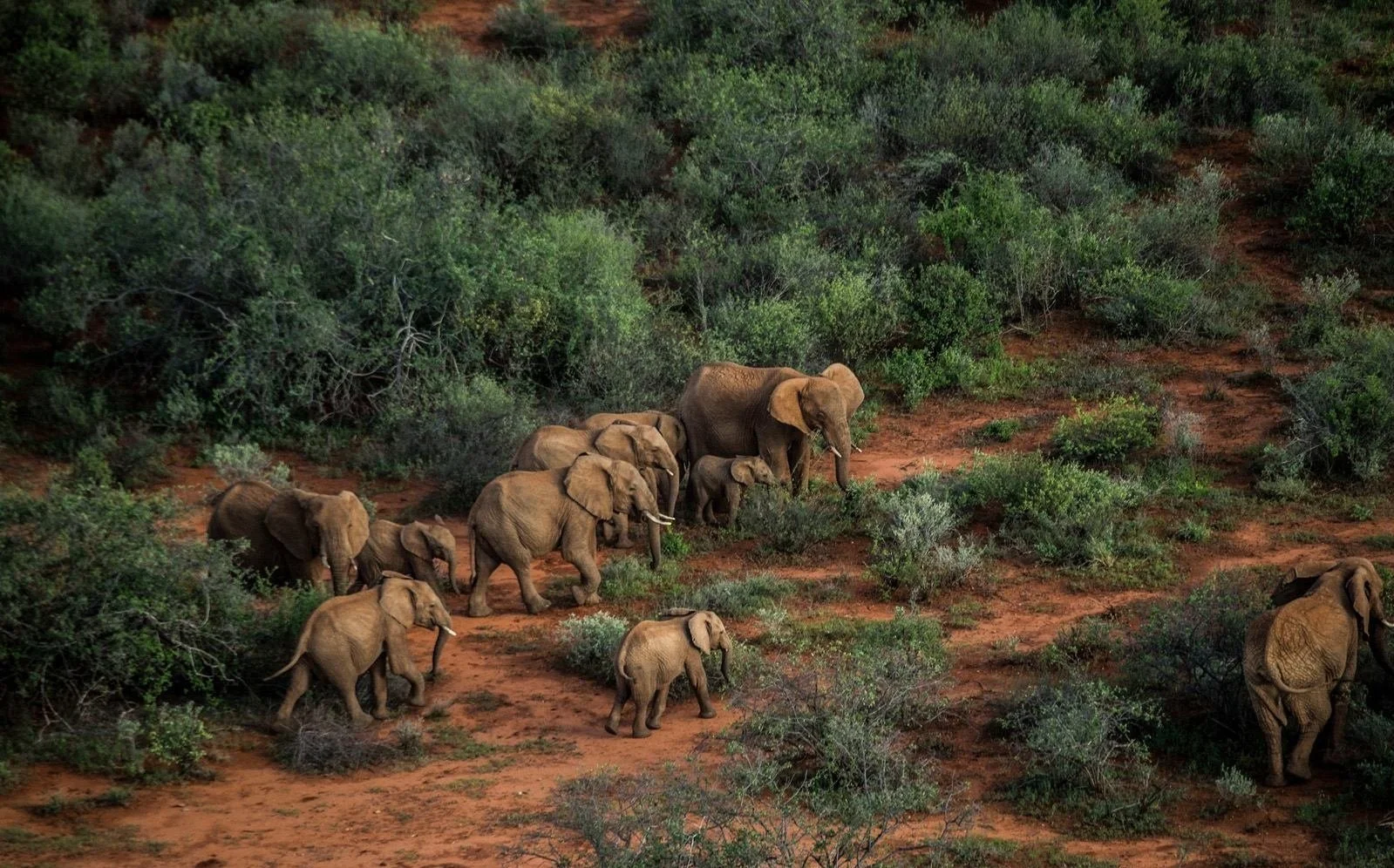 Herd of elephants at Sarara by Ami Vitale