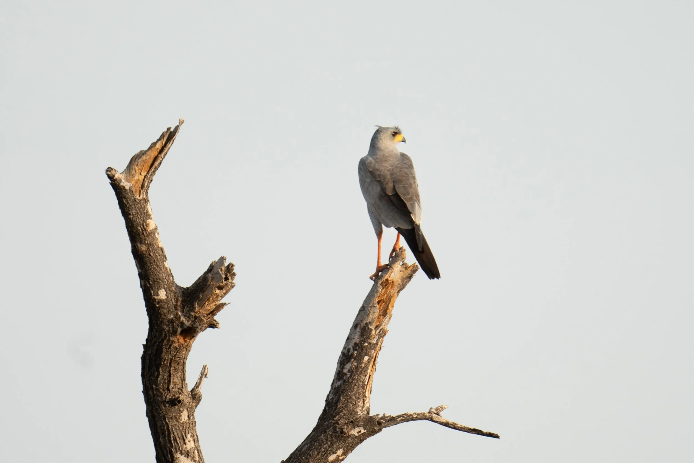 Indulge in the rich birdlife