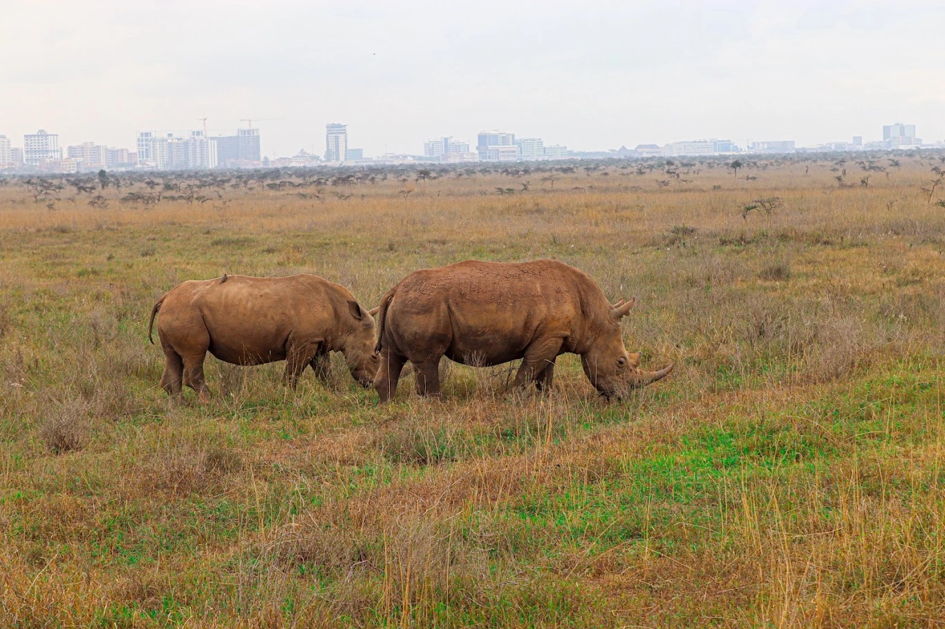 1 Day Nairobi Park, Sheldrick & Giraffe Centre Tour