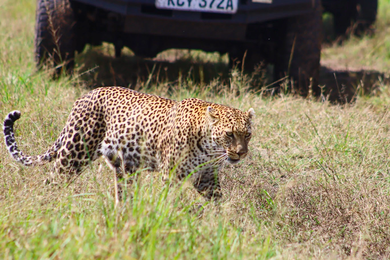 3 Day Lake Naivasha and Masai Mara Wildlife Escape