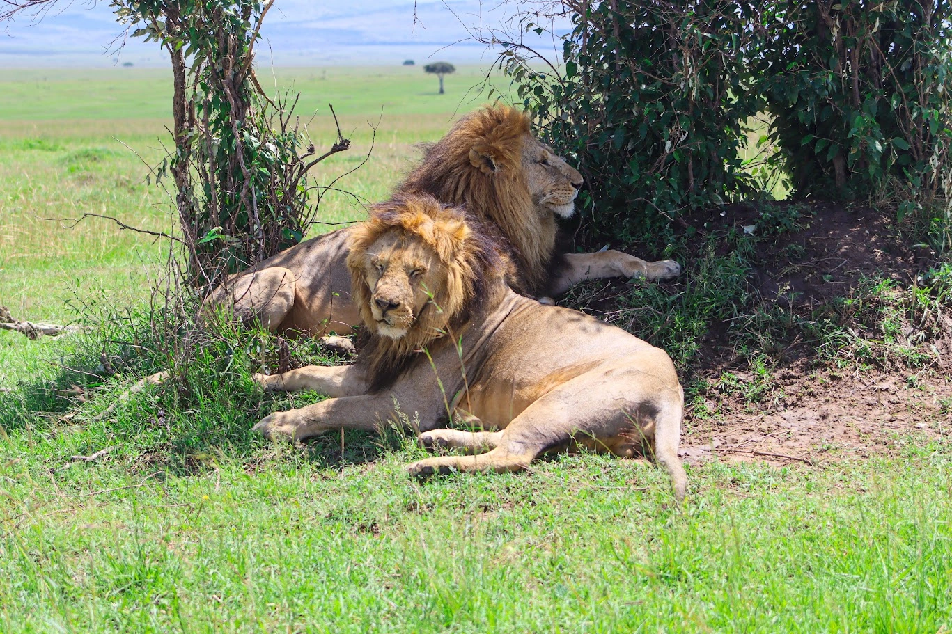 5 Day Kenya Safari: Amboseli, Lake Nakuru and Mara