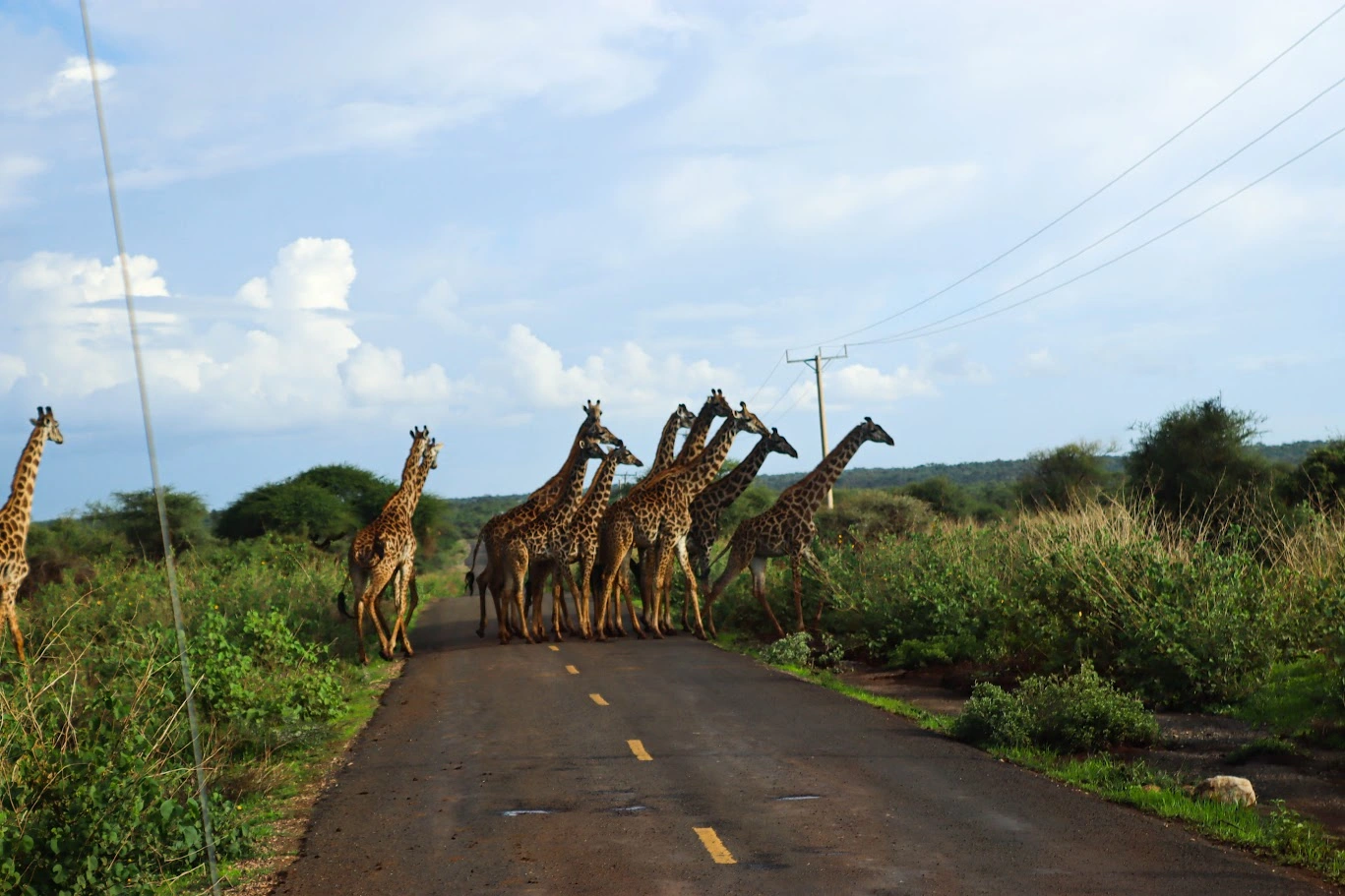 3 Day Amboseli Wildlife and Maasai Culture Safari Kenya