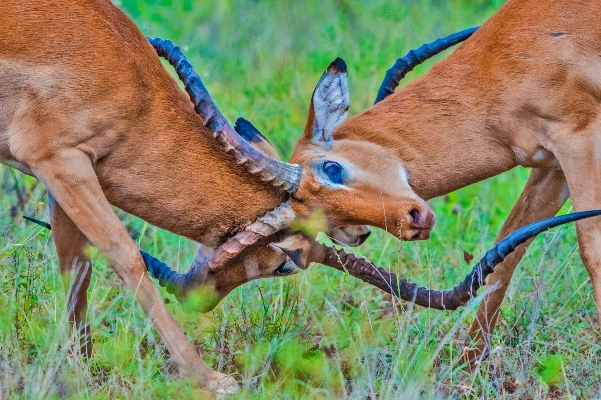 2 Day Samburu Flying Safari for Northern Kenya Wildlife