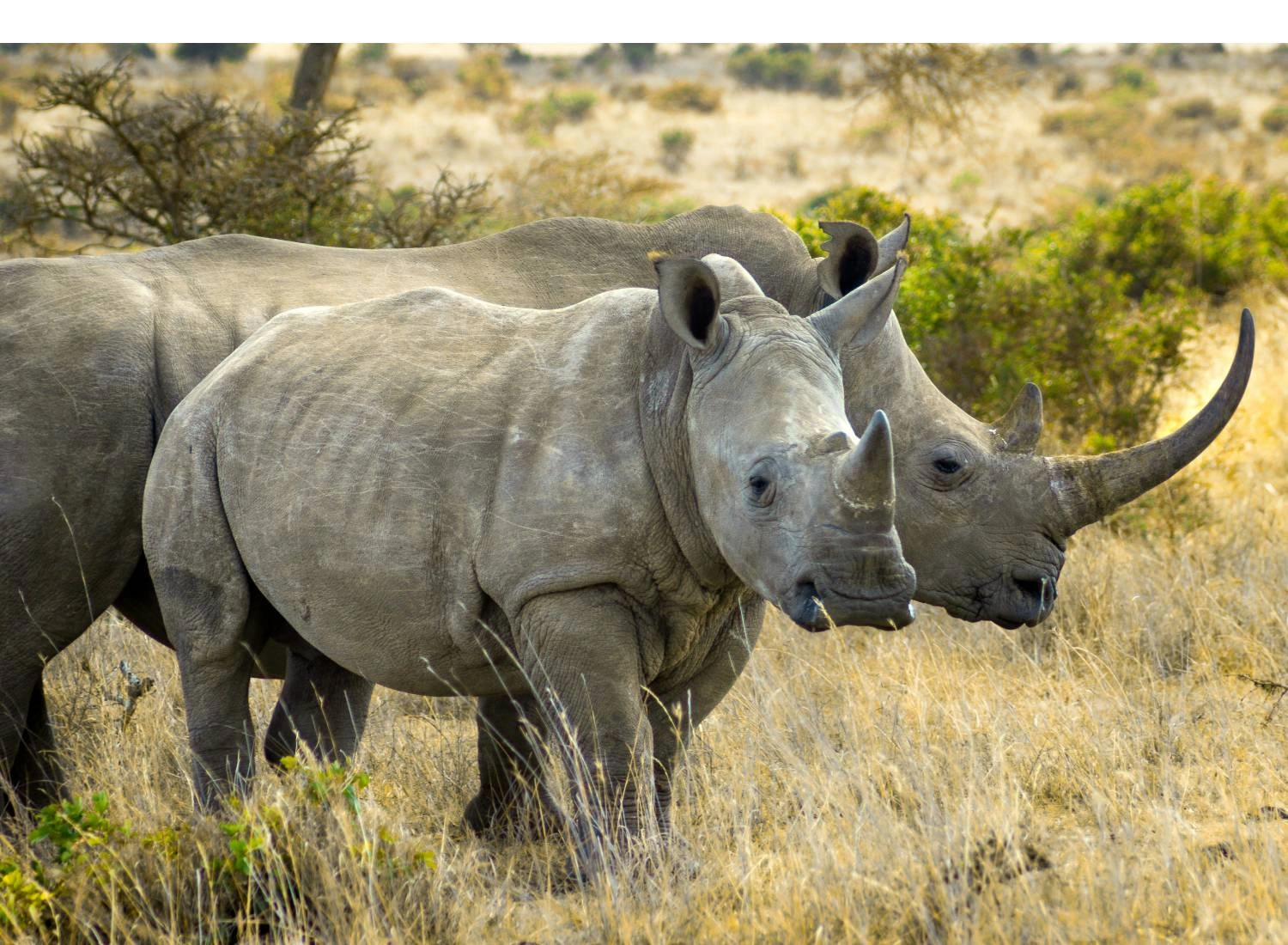 3 Day Ol Pejeta Conservation Flying Safari in Laikipia