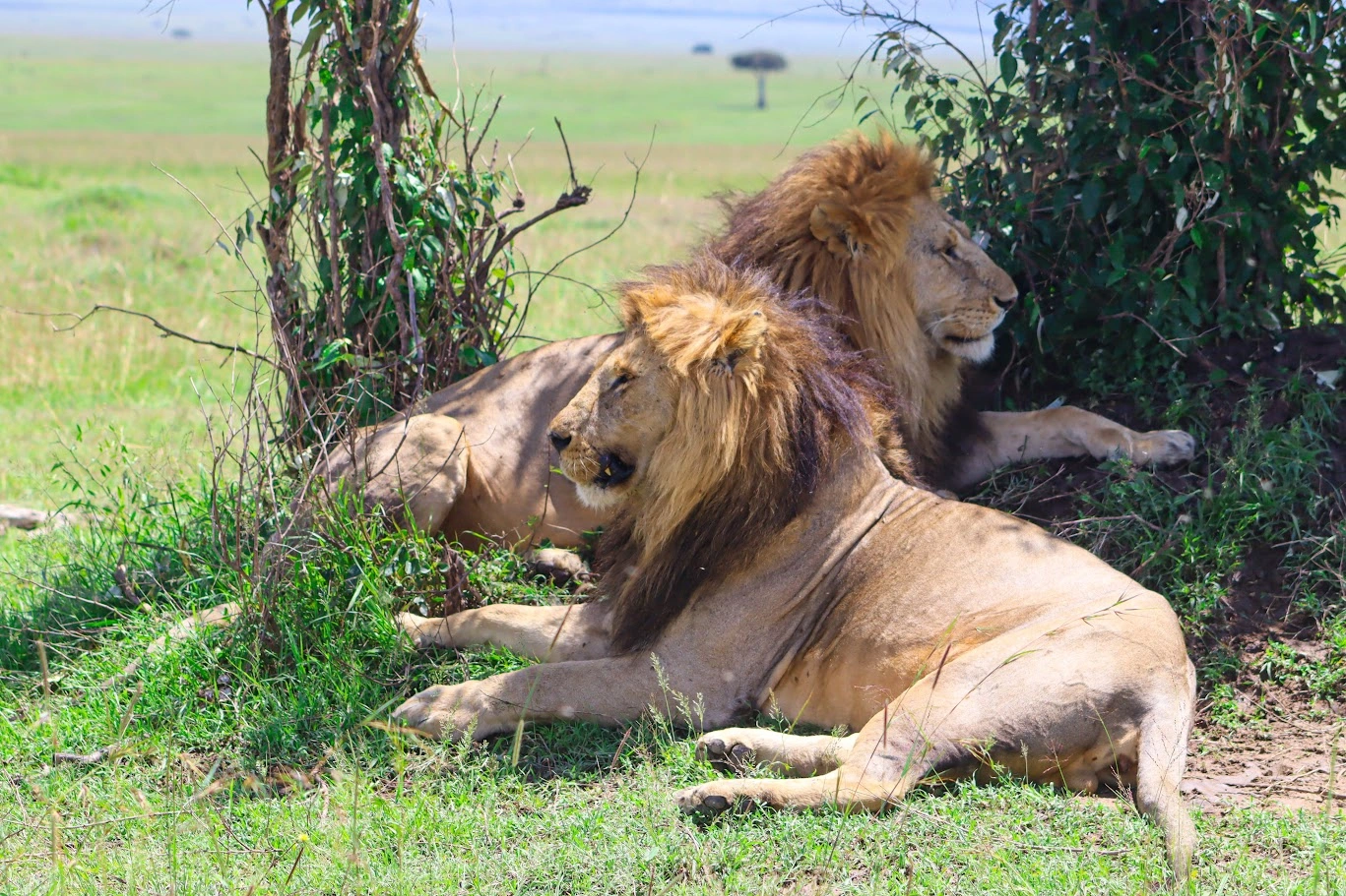 5 Day Masai Mara, Lake Nakuru & Lake Naivasha Group Safari