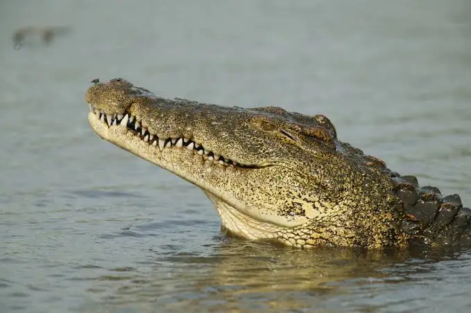 Nile Crocodile in East Africa