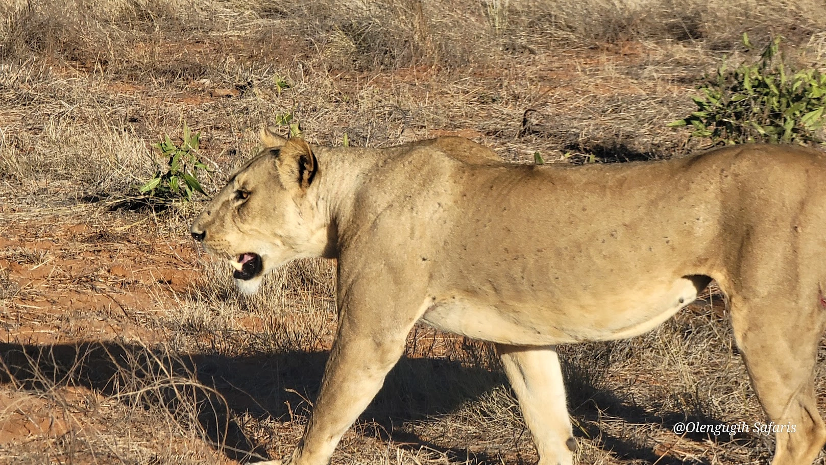 African lion