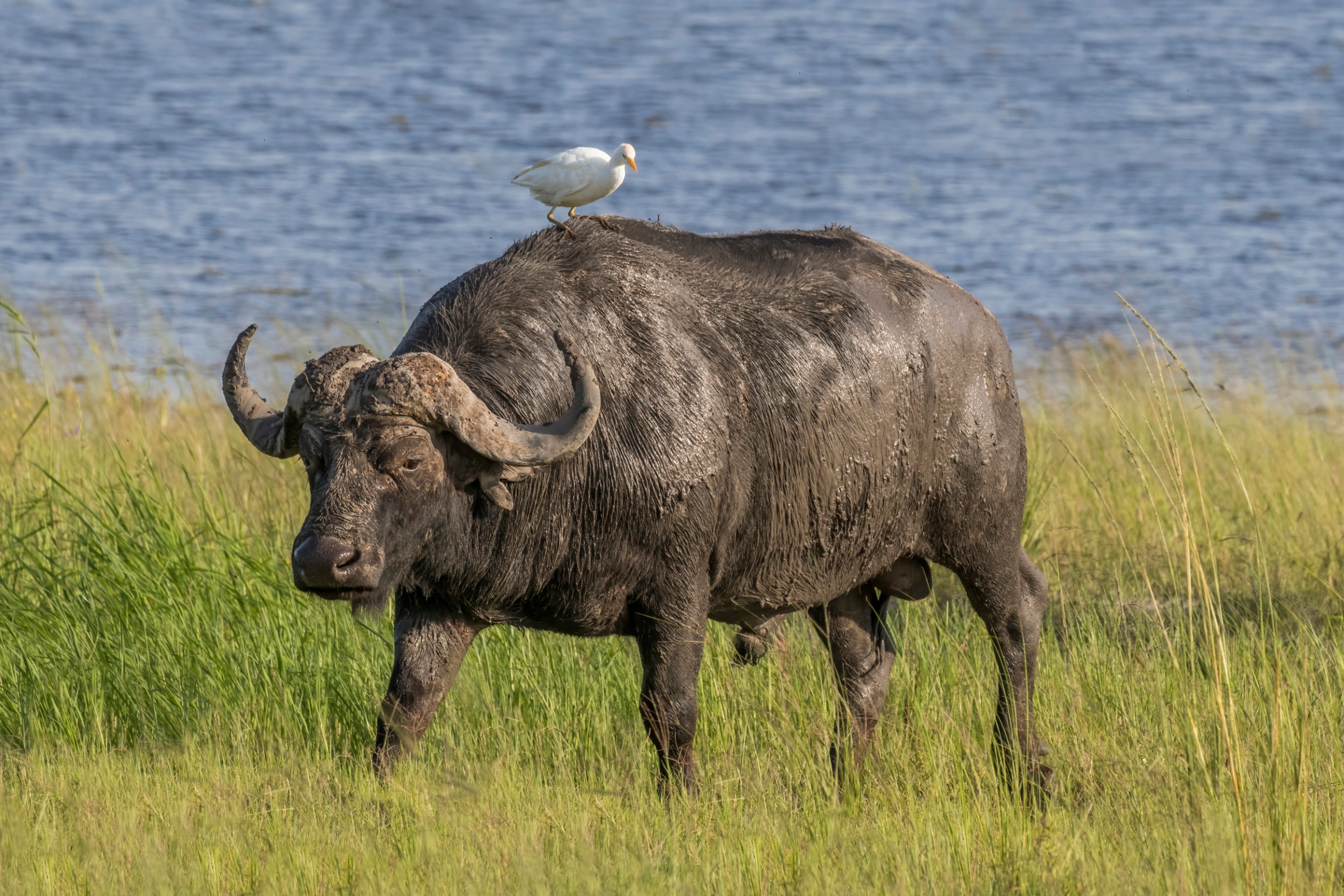 African Buffalo in East Africa