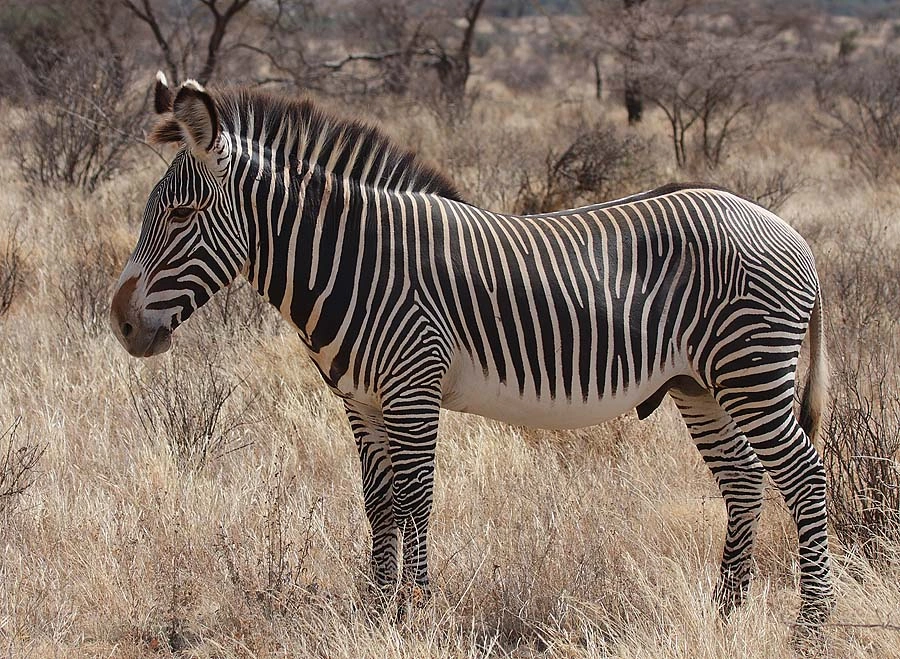 Grevy's Zebra in East Africa