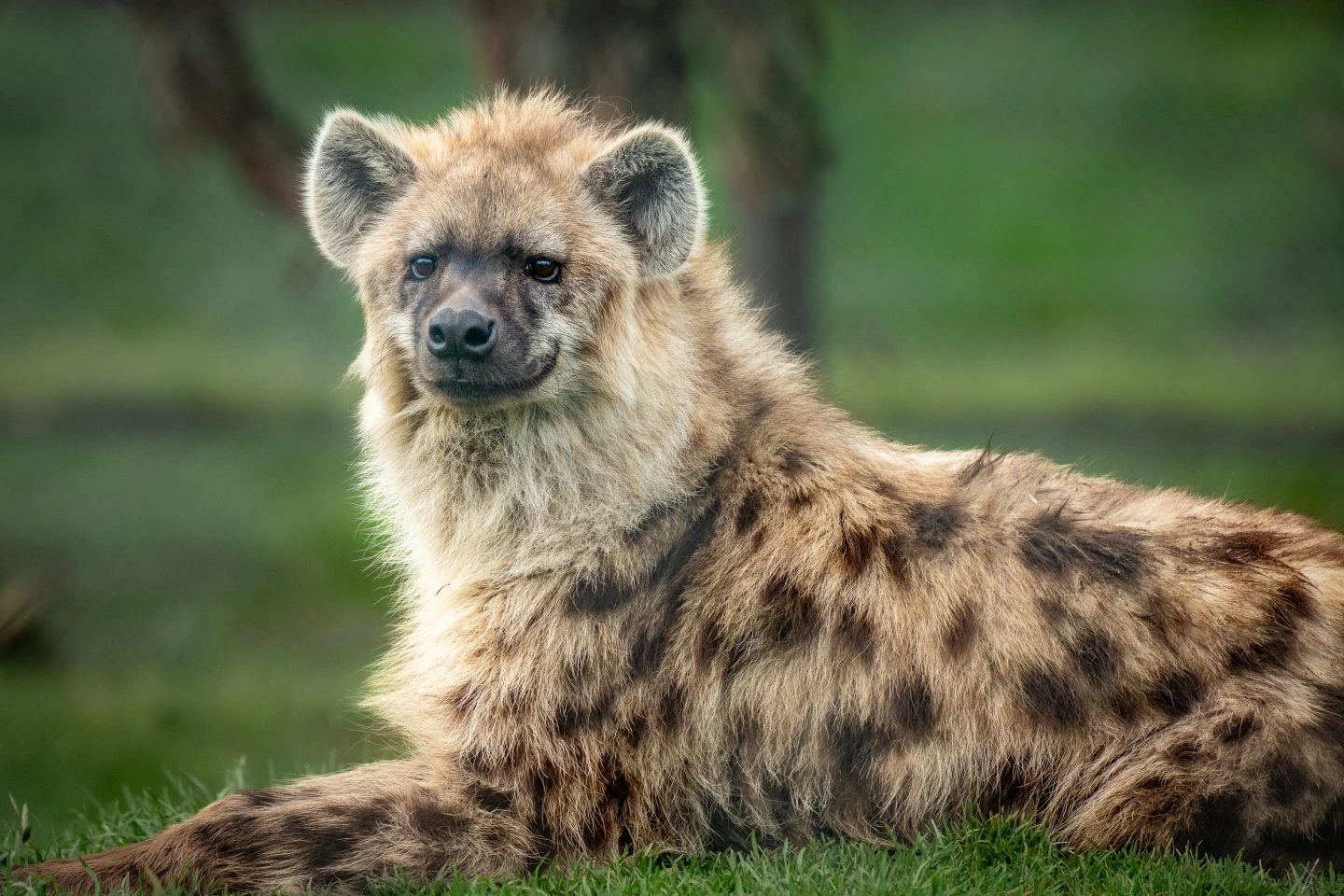 Spotted Hyena in East Africa
